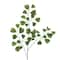 Green Ficus Stem by Ashland&#xAE;